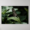 Search for zebra longwing posters Wings