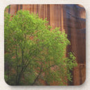 Search for box elder Low angle view