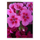 Search for pink geranium Blooms