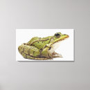 Search for common art Amphibian