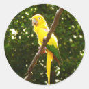 Search for yellow parrot stickers Bird
