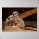 Search for mongoose posters Meerkat