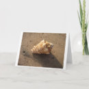 Search for conch shell cards Beach