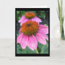 Search for cone flowers cards Pink