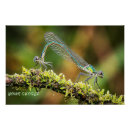 Search for damselfly Wildlife
