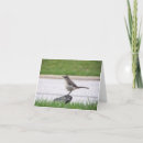 Search for mockingbird Photography
