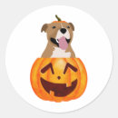 Search for pitbull stickers Halloween