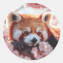 Search for red panda stickers Nature