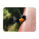 Search for dancing magnets Black
