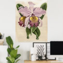 Search for cattleya orchid posters Flowers