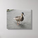 Search for funny duck canvas prints Ducks
