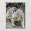 Search for wildlife art postcards Cute animal