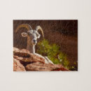 Search for bighorn sheep puzzles Usa