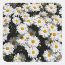 Search for daisy petals stickers Plant