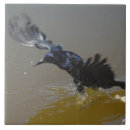Search for crow tiles Bird