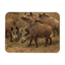 Search for boar magnets Pig
