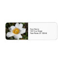 Search for anemone return address labels Flower