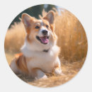 Search for pet order labels For her