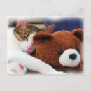 Search for bear cat postcards Pets