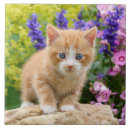 Search for pet photo tiles Cat