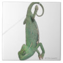 Search for reptile tiles Animal