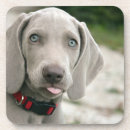 Search for tongue coasters Dog