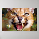 Search for exotic cats posters Wildlife