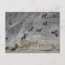 Search for bighorn sheep postcards Ovis canadensis