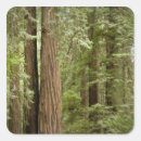 Search for redwood forest stickers Green