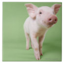 Search for piglet tiles Farm