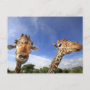Search for giraffe looking postcards Close up