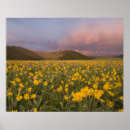 Search for spectacular posters Sunrise