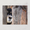 Search for german shepherd postcards Cute