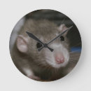 Search for rat clocks Animal