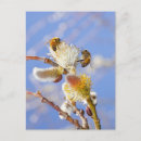 Search for honey bee postcards Outdoors