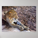 Search for big cat predators art Leopard