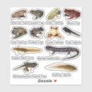 Search for newts stickers Nature