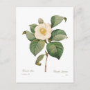 Search for camellia postcards Gardening