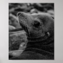 Search for ocean animals posters Black and white