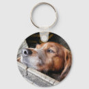 Search for fun animals key rings Humourous