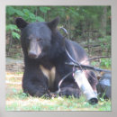 Search for black and white bear posters Wild