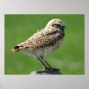 Search for burrowing art Athene cunicularia