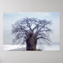 Search for adansonia posters Baobab