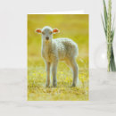 Search for wool cards Animal