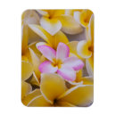 Search for bloom magnets Pastel