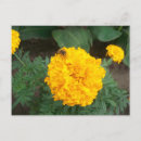Search for marigold yellow invitations Flower
