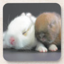 Search for dwarf coasters Rabbit