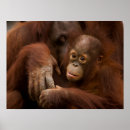 Search for wild apes posters Jungle
