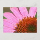 Search for coneflower postcards Flowers