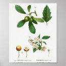 Search for vintage botany posters Beautiful
